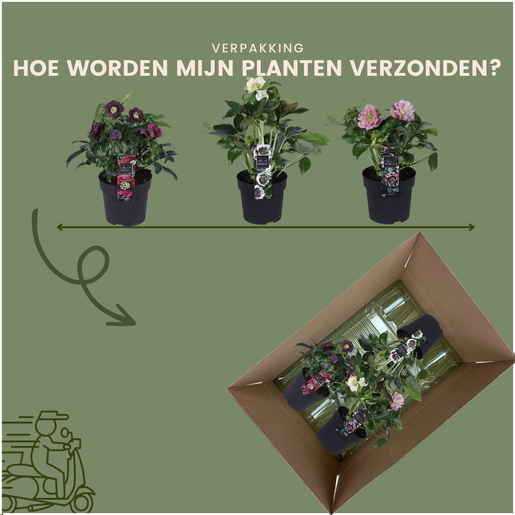 Helleborus Specials, kenmerkend blad
