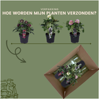 Helleborus Specials, kenmerkend blad