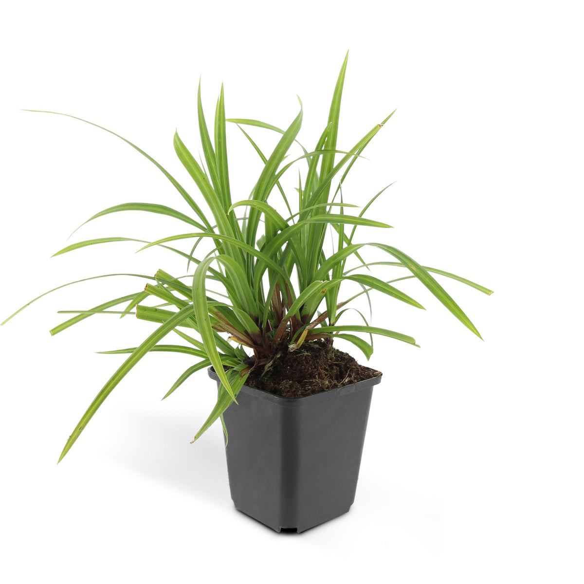 Carex morrowii 'Irish Green', detail van het blad