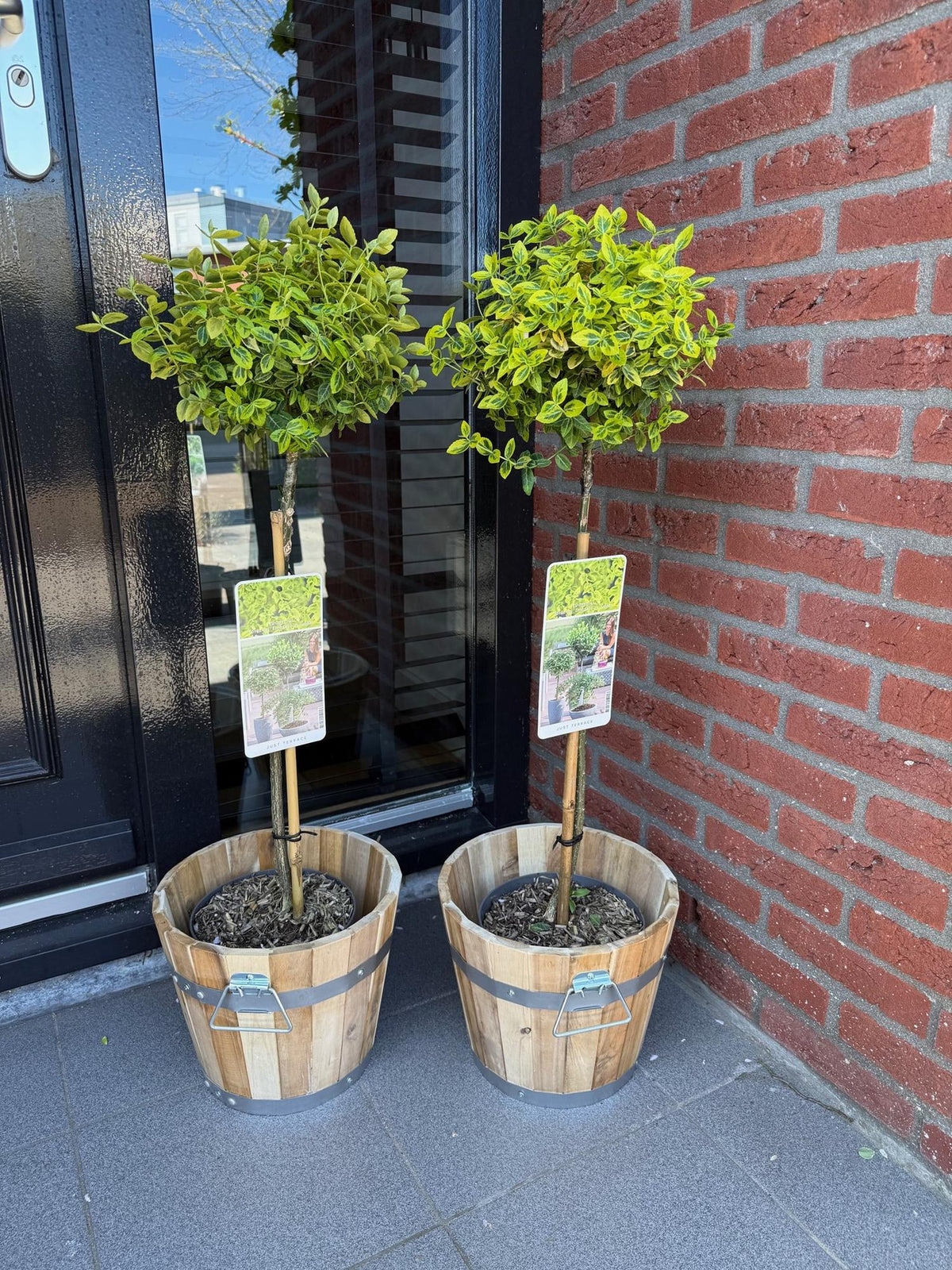 Euonymus fortunei Emerald n Gold, groeiwijze van de plant