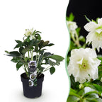 Lenten rose Helleborus orientalis Double Ellen White, detail van het blad