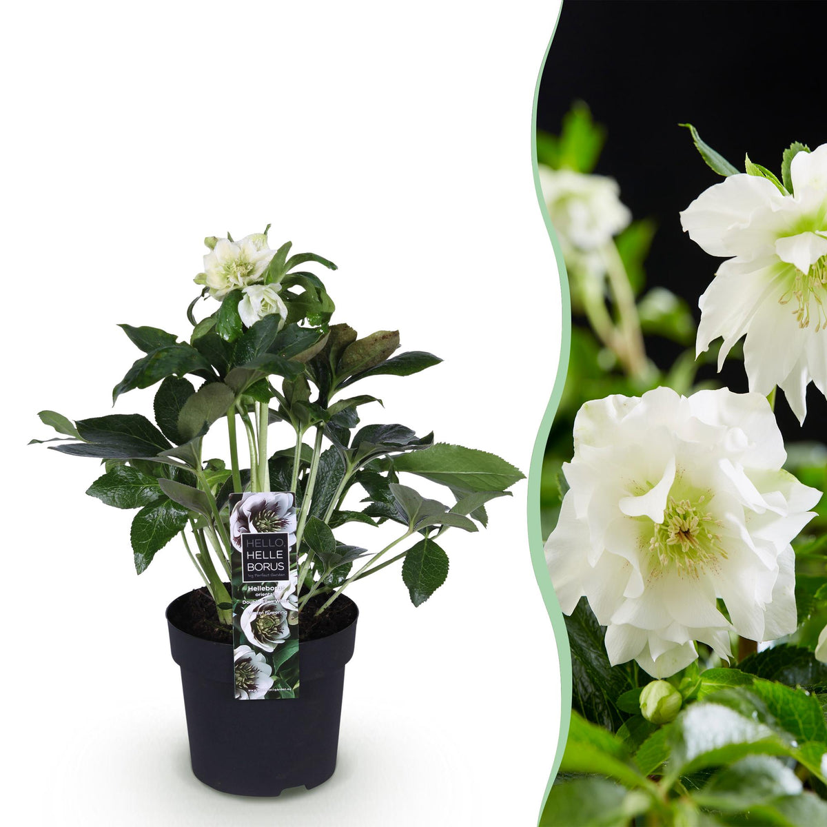Lenten rose Helleborus orientalis Double Ellen White, detail van het blad
