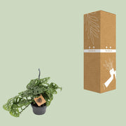 Monstera Monkey