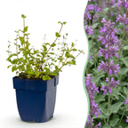 Nepeta rac. Grog - Kattenkruid - Blauw, geschikte tuinplant