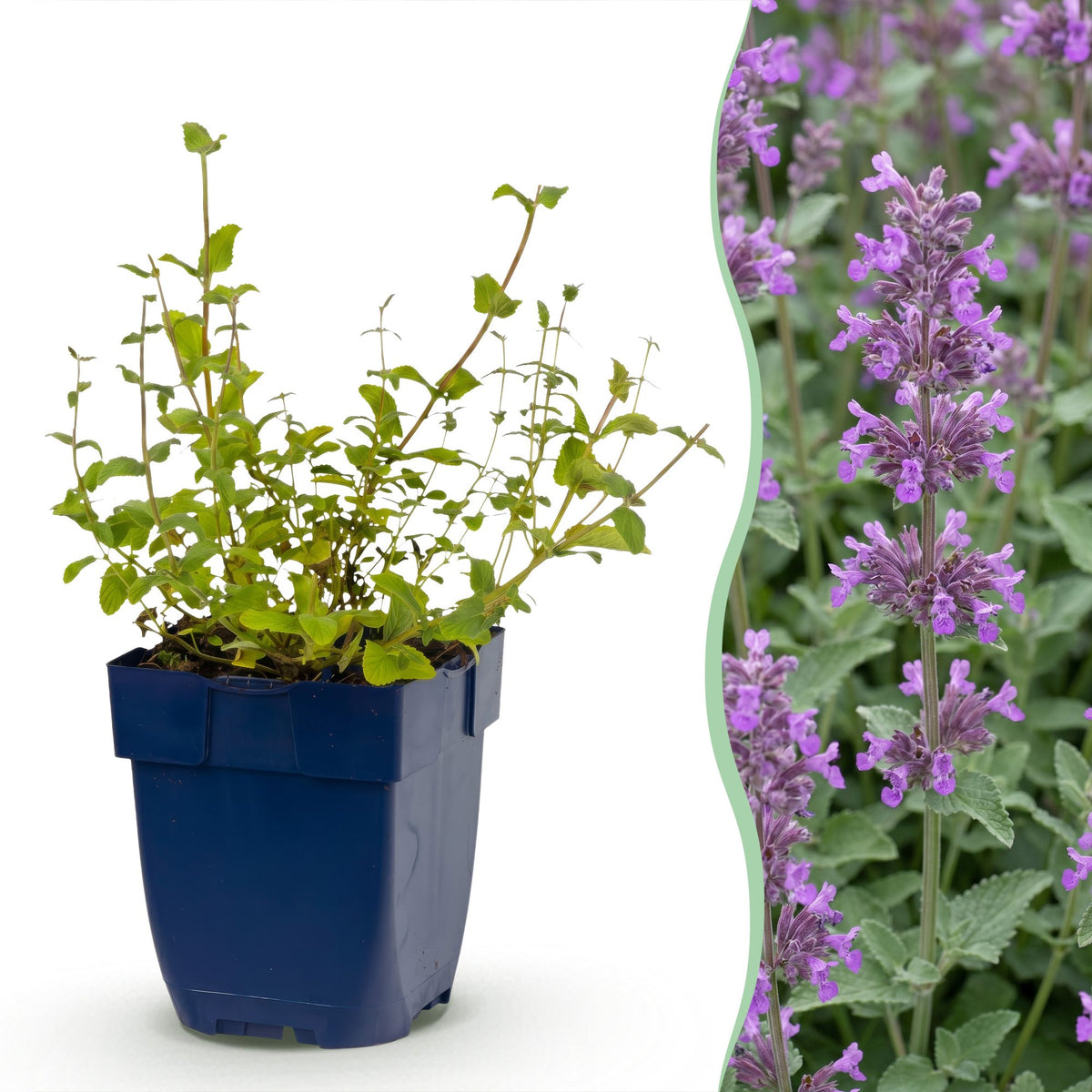 Nepeta rac. Grog - Kattenkruid - Blauw, geschikte tuinplant