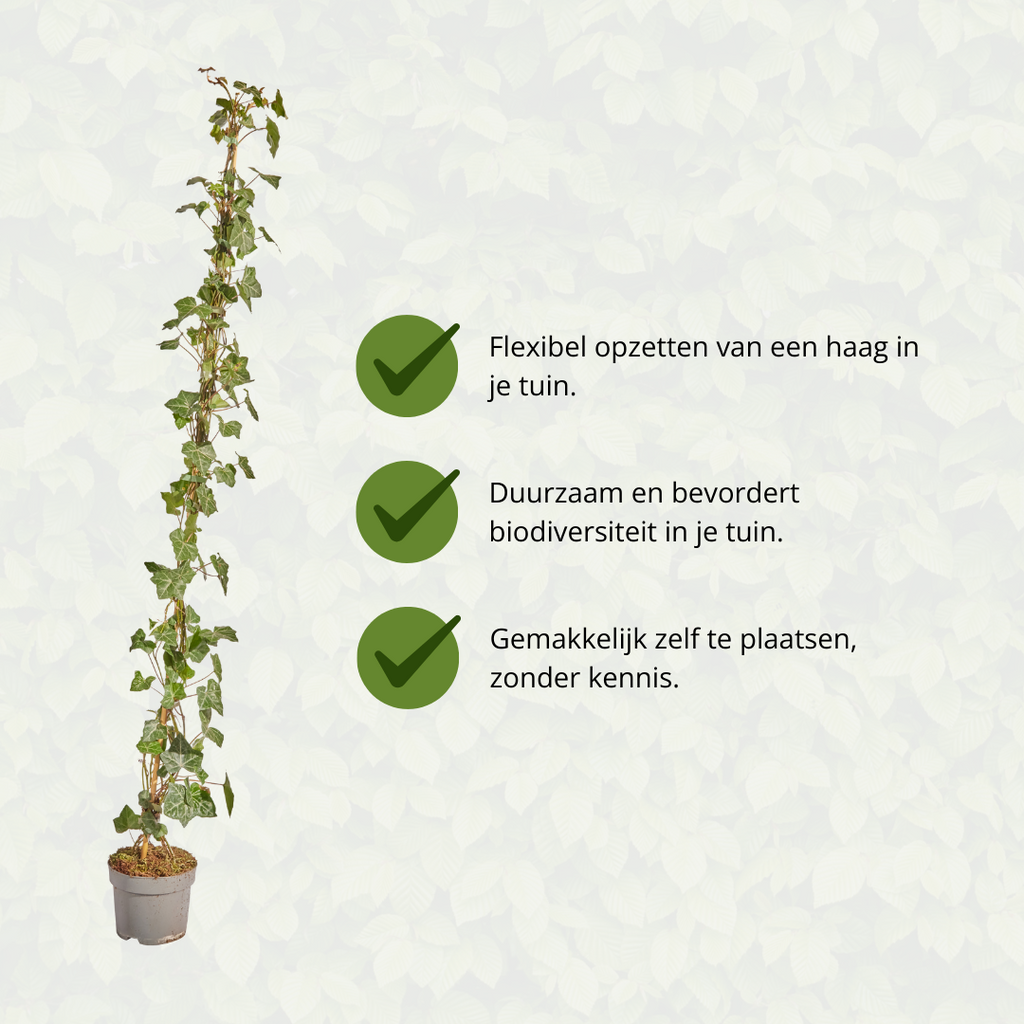 Hedera hibernica, gestokte klimop, 125-150 cm, kenmerkend blad