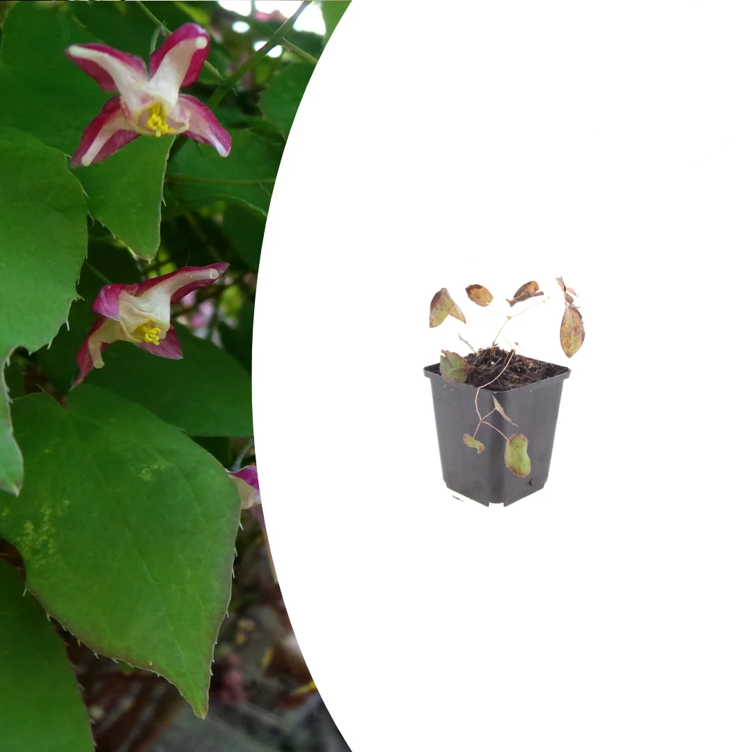 Epimedium rubrum, detail van het blad