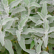 Stachys byzantina