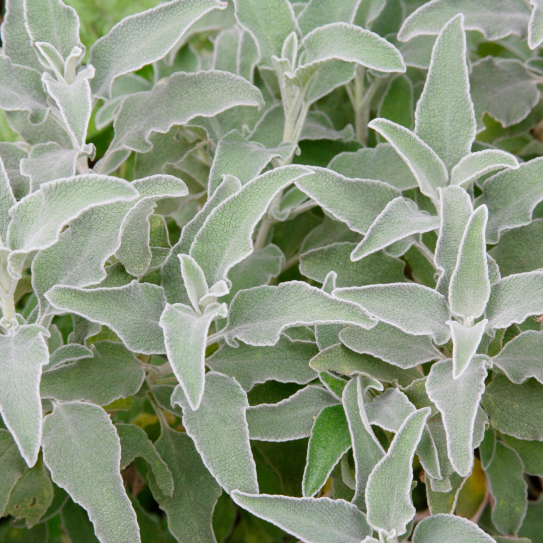 Stachys byzantina, sierlijke plant