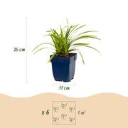 Carex morrowii Ice Dance - Japanse Zegge - Groenblijvend - Creme-Groen - 6 Planten