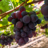 Vitis vinifera Vanessa