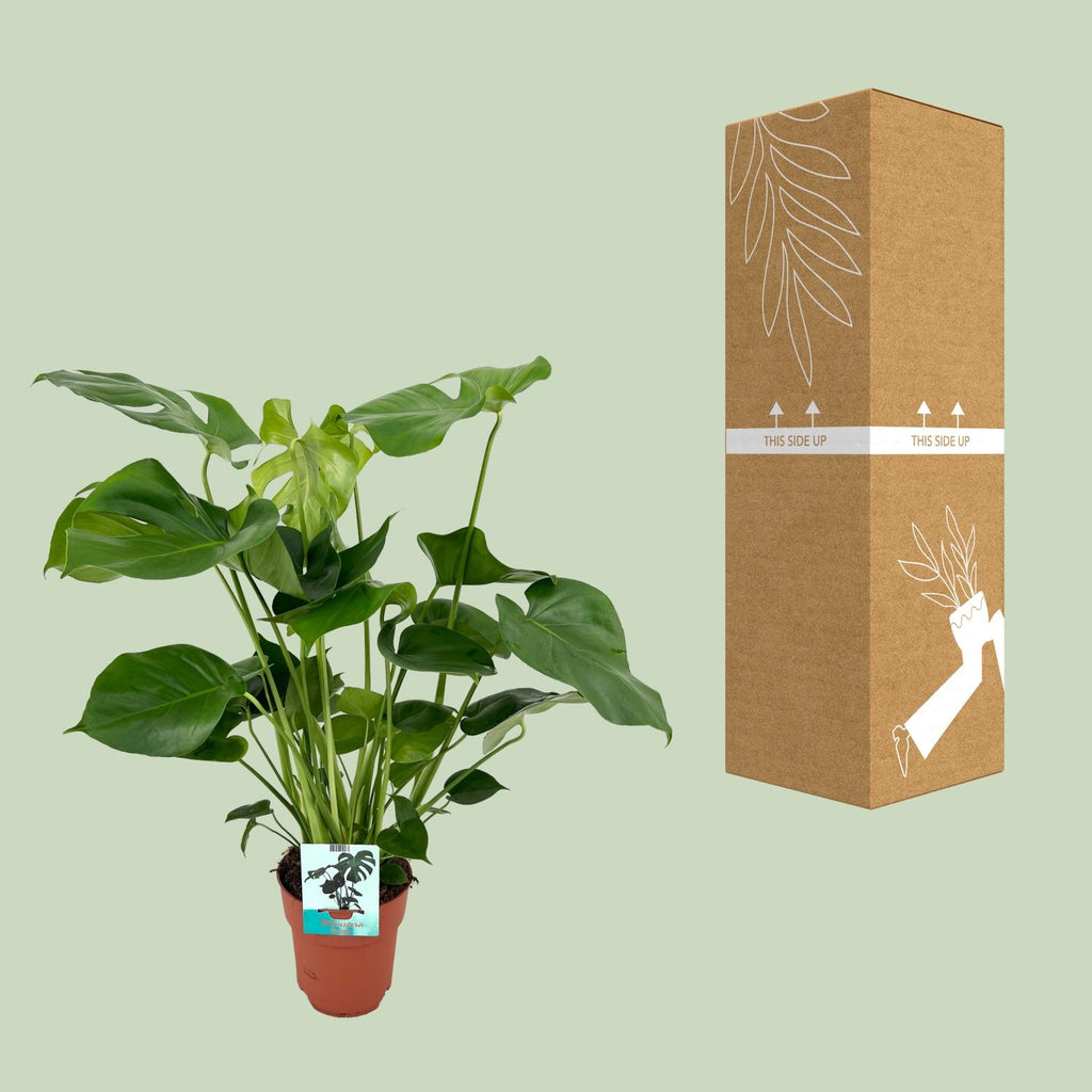 Monstera deliciosa, gatenplant met luchtwortels, 60 cm hoog, kenmerkend blad