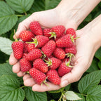 Framboos Rubus idaeus Heritage, groeiwijze van de plant