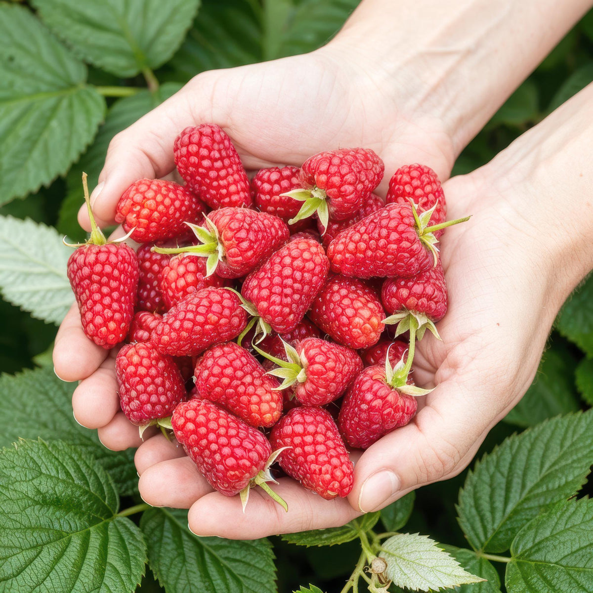 Framboos Rubus idaeus Heritage, groeiwijze van de plant