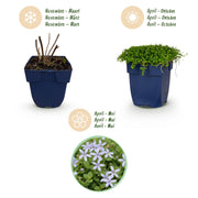 Isotoma fluviatilis - Sterrenbloem - Rotsplanten - Licht Blauw - 6 Planten
