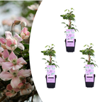 Clematis 'Hagley Hybrid' klimplant, roze, P9 pot, plant in pot
