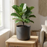 Elho b.for soft bloempot, antraciet, mat fluweelzacht, 22 cm