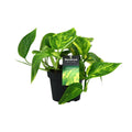 Productfoto van Scindapsus (Epipremnum) Pinnatum HiColor