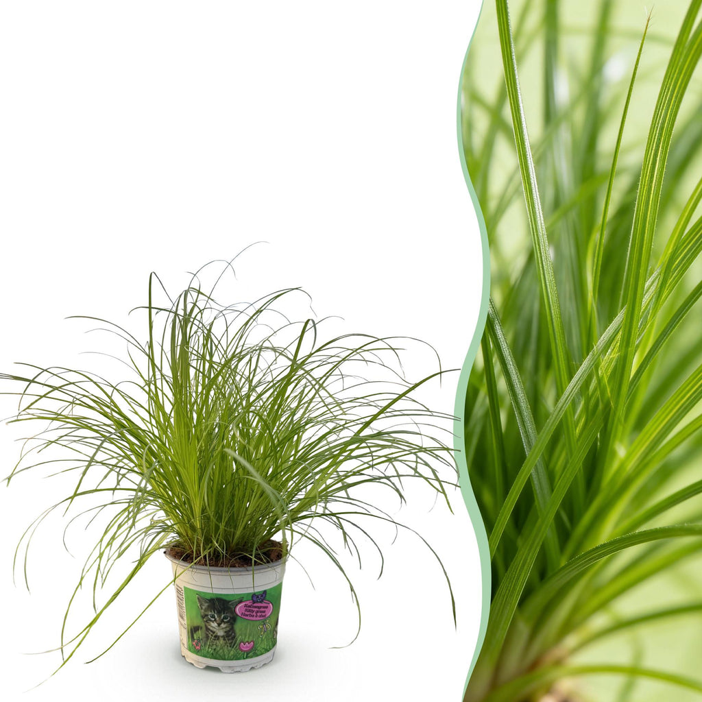 Cyperus alternifolius Zumula, 20 cm hoog, kenmerkend blad
