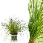 Cyperus alternifolius Zumula, 20 cm hoog, kenmerkend blad