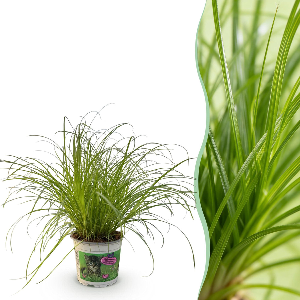 Cyperus alternifolius Zumula, 20 cm hoog, kenmerkend blad