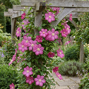 Clematis &