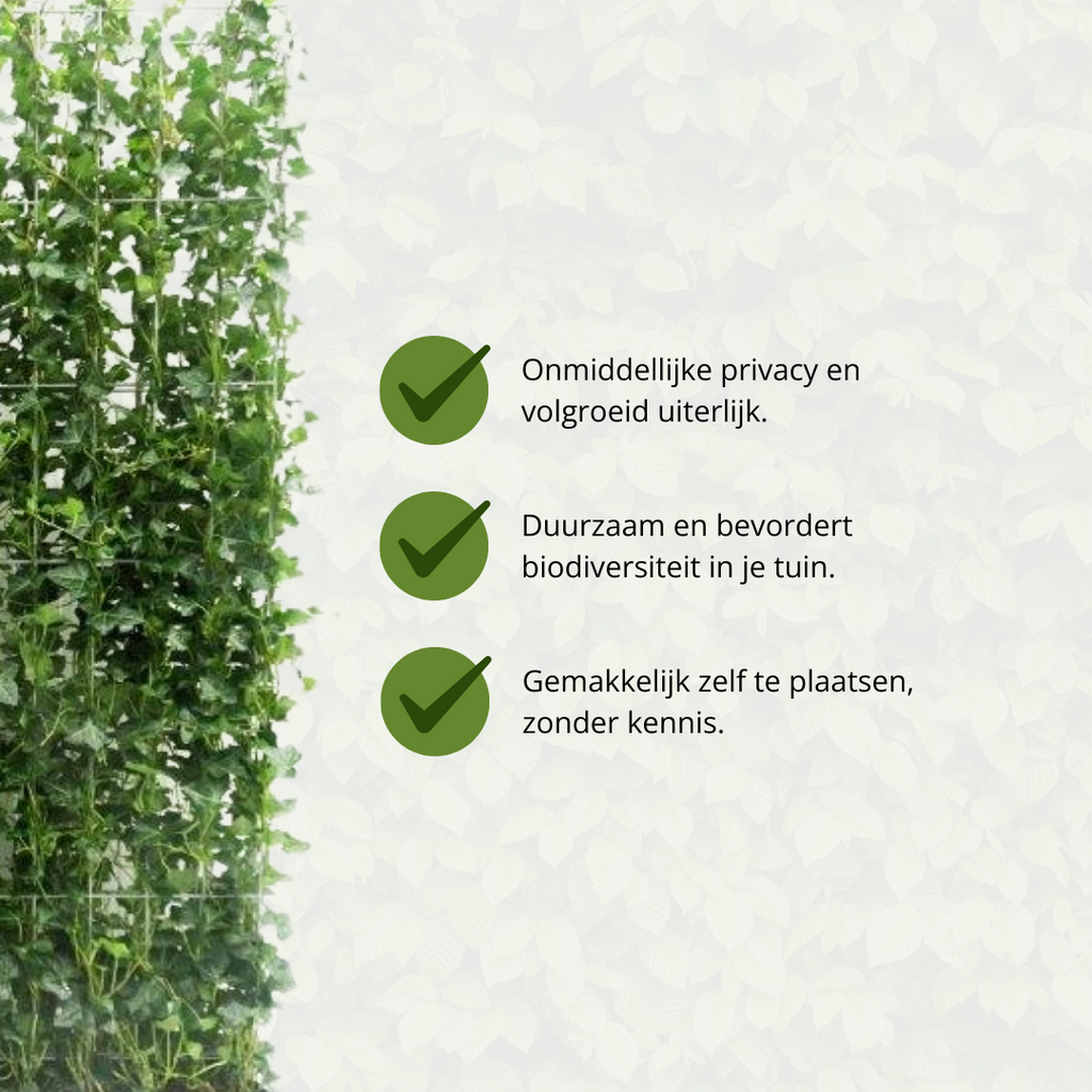 Klimophaag Hedera hibernica kant-en-klaar, B120 x H150 cm, plant in pot