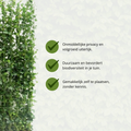 Klimophaag Hedera hibernica kant-en-klaar, B120 x H150 cm, plant in pot