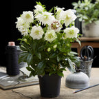Lenten rose Helleborus orientalis Double Ellen White, plant in pot