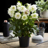 Lenten rose Helleborus orientalis Double Ellen White