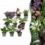 9x Baby Plants Surprise Box - Verrassingsbox kleine planten - Diversen - Tropisch - Ø6cm - ↕5-15cm, plant in pot
