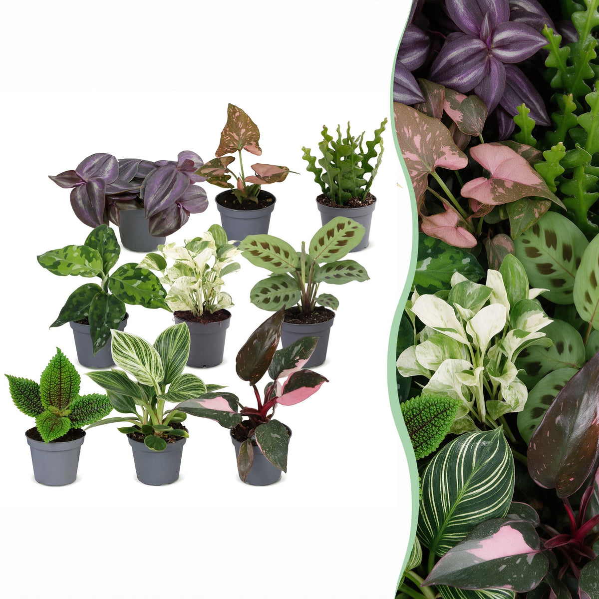 9x Baby Plants Surprise Box - Verrassingsbox kleine planten - Diversen - Tropisch - Ø6cm - ↕5-15cm, plant in pot