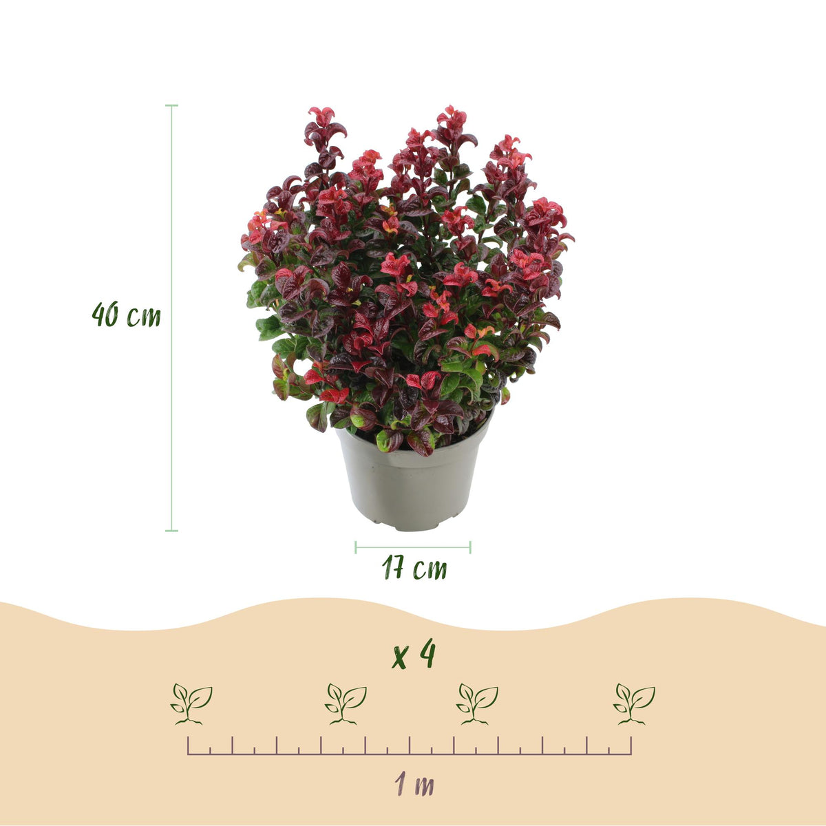 Leucothoe Curly Duo, groeiwijze van de plant