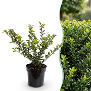Japanse hulst Golden Gem