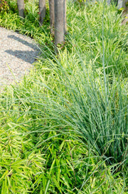 Fargesia rufa, bladhoudende bamboe, 60 cm hoog