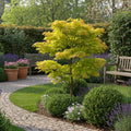 Japanse esdoorn Acer palmatum Jordan, plant in pot