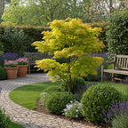 Japanse esdoorn Acer palmatum Jordan, plant in pot