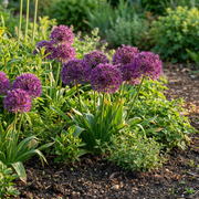 Sierui Allium &
