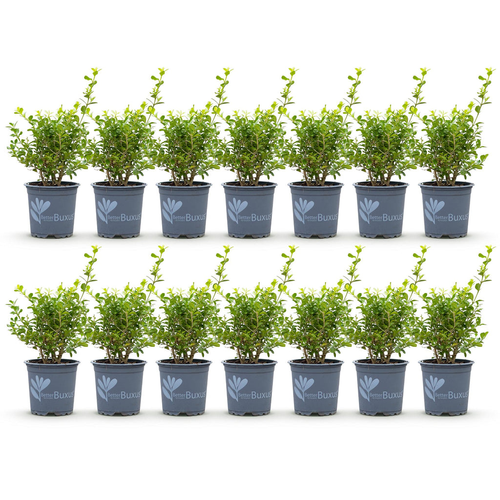 BetterBuxus Babylon Beauty buxusvervanger, schimmelresistent, detail van het blad