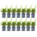 BetterBuxus Babylon Beauty buxusvervanger, schimmelresistent, detail van het blad