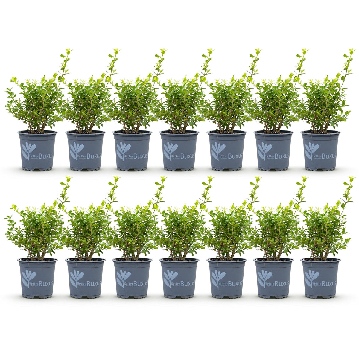 BetterBuxus Babylon Beauty buxusvervanger, schimmelresistent, detail van het blad