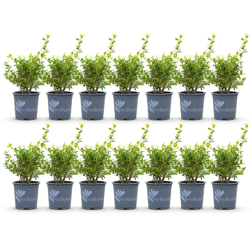 BetterBuxus Babylon Beauty buxusvervanger, schimmelresistent, detail van het blad