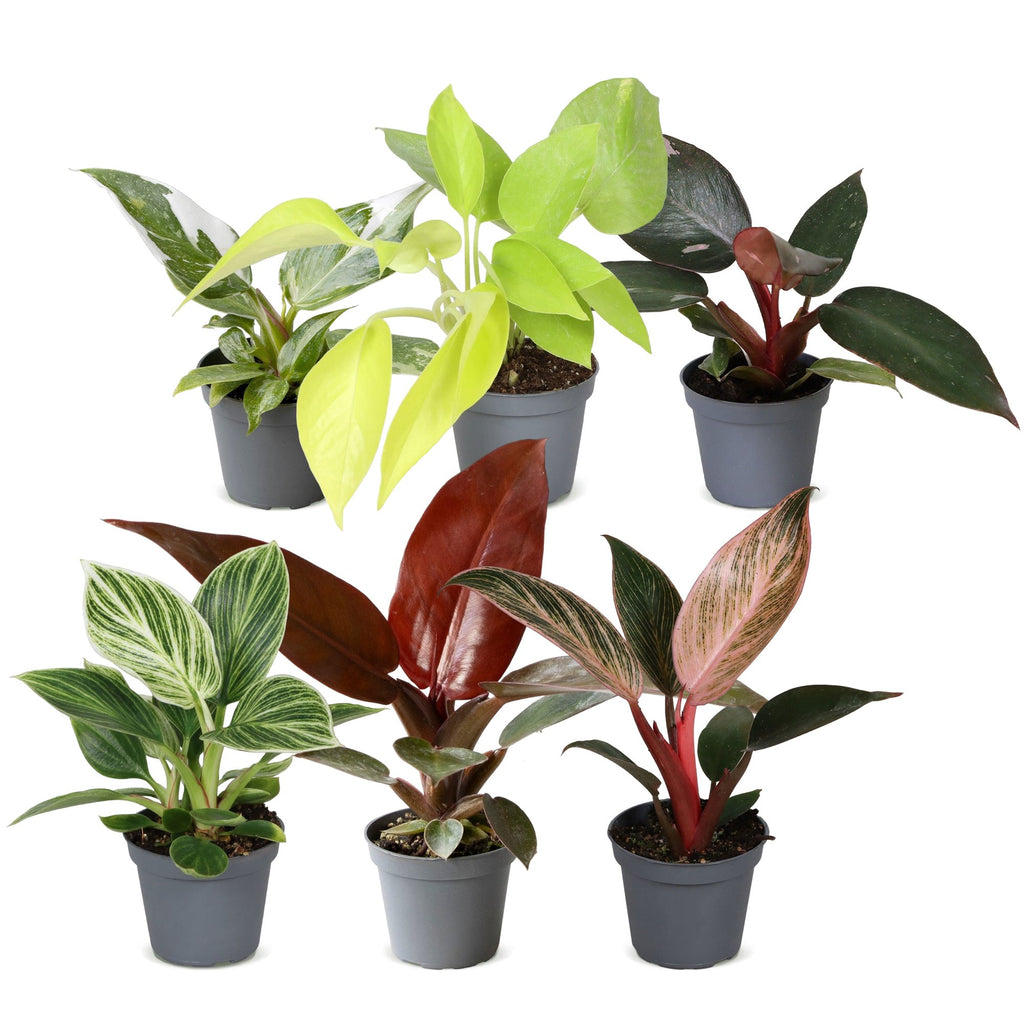 6x Baby Philodendron Family - Wit - Roze - Geel - Groen - Rood - Tropisch - Ø6cm - ↕10-15cm, detail van het blad