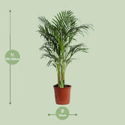 Dypsis Lutescens (Areca) A2