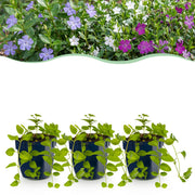 Driekleurige maagdenpalm Vinca minor tricolour, 12 planten