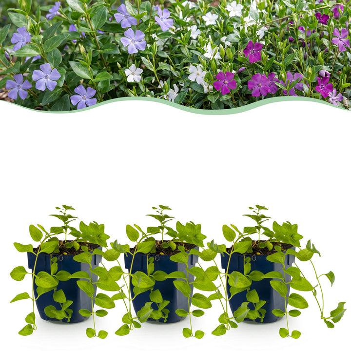 Driekleurige maagdenpalm Vinca minor tricolour, 12 planten