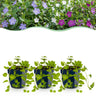Driekleurige maagdenpalm Vinca minor tricolour, 12 planten