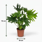 Philodendron Lickety Split, groeiwijze van de plant