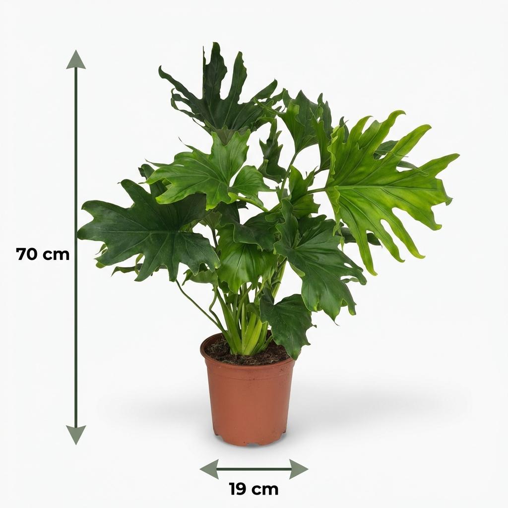 Philodendron Lickety Split, groeiwijze van de plant