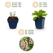 Digitalis purp. Gloxiniiflora - Vingerhoedskruid - Schaduw - Wit-Roze - 6 Planten